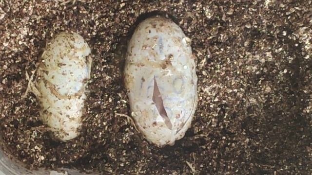 Весь процесс вылупления малыша эублефара