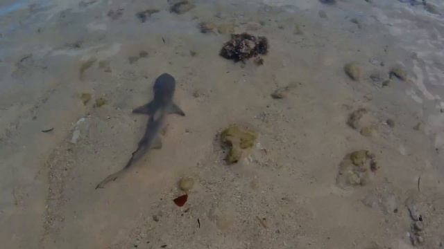 Baby Black Tip Shark смотреть онлайн