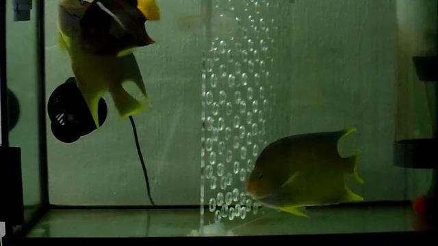 Blue Angelfish Eat Pellets смотреть онлайн