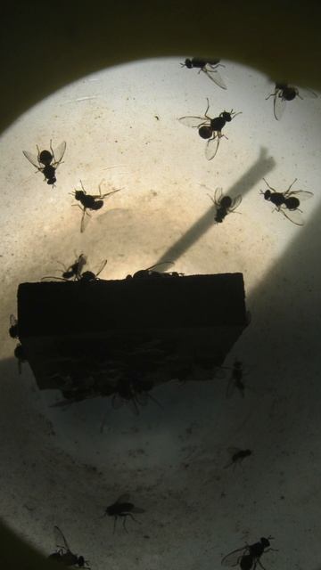 Insect Monitoring In Agriculture. Here can see how the insects get trapped by the gaiagen lures.... смотреть онлайн