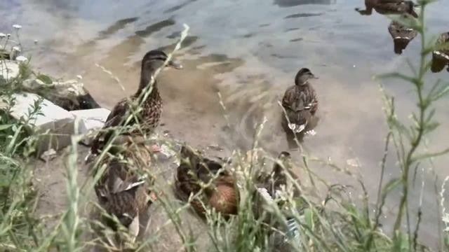 Утки смотреть онлайн