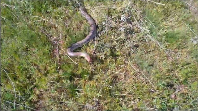 Каспийский полоз. Dolichophis caspius. Caspian whipsnake смотреть онлайн