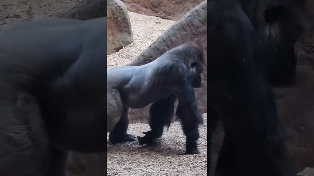 Intense Silverback Gorilla Chest Thumping Display!🦍🤎. смотреть онлайн