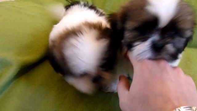 pui de SHIH-TZU de vanzare din Canisa del Samba смотреть онлайн