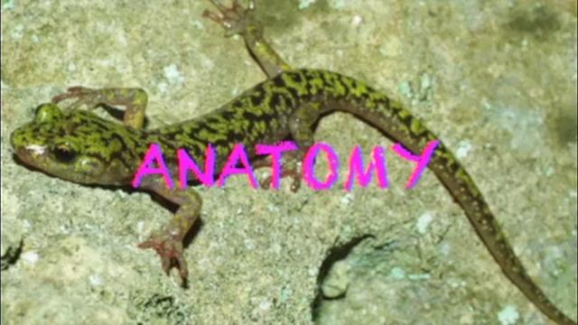 Northwestern Salamander: Animal Project 2014 May смотреть онлайн