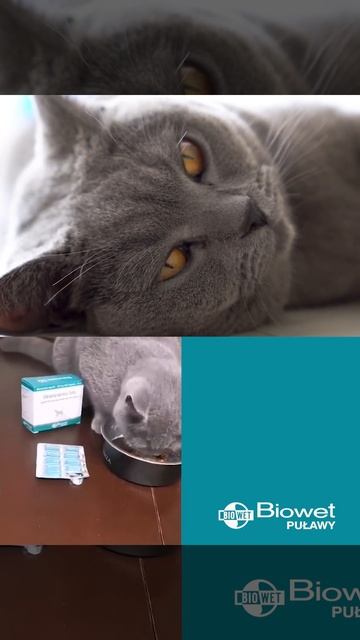 Jak wzmocnić odporności u kotów – Bioimmunex felis смотреть онлайн