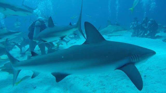 Bahamas Shark Dive смотреть онлайн