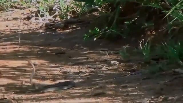 Amazing Black Mamba vs Mongoose Fight To Death Best Snake Attack In Africa смотреть онлайн