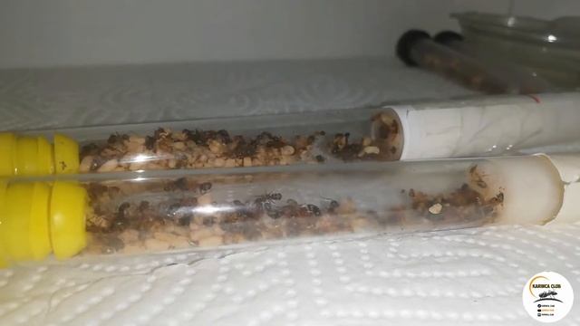 Formica Rufibarbis Pupa Eklemesi - Formica Rufibarbis Pupa Addition смотреть онлайн