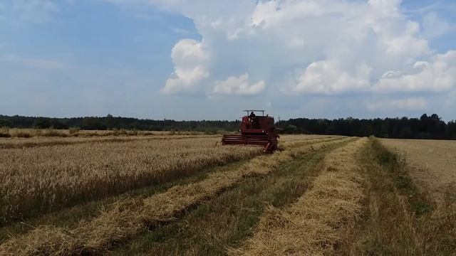Żniwa na Mazowszu 2016 Bizon Super Z 056 смотреть онлайн