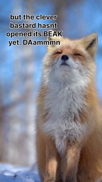 🦊 fox is disappointed of Crow #birds #redfox #funnyshorts #wildlife #viral #fox #funny #wildlife смотреть онлайн