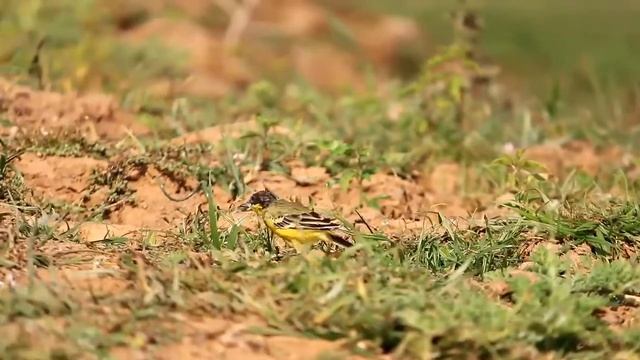 #YELLOW wagtail смотреть онлайн