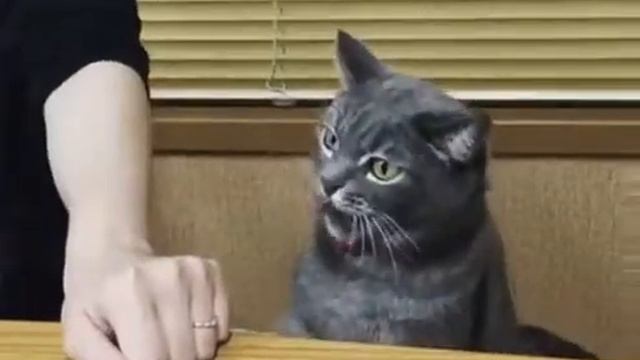 Кошачьи нежности ))))) смотреть онлайн