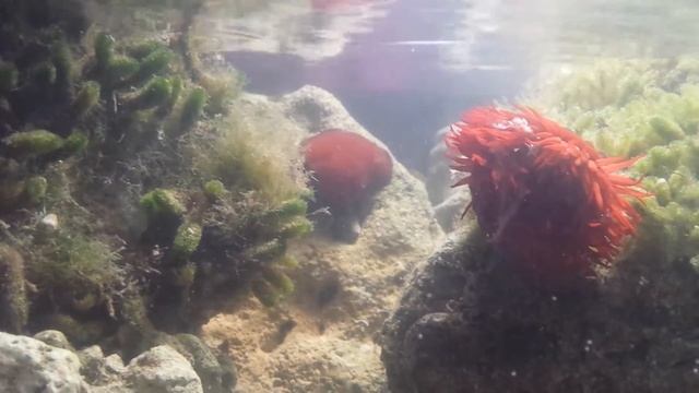 Acuario marino sin skimmer. Ni sump. Actinia equina (Tomates de mar ) Anémonas del Mediterráneo смотреть онлайн