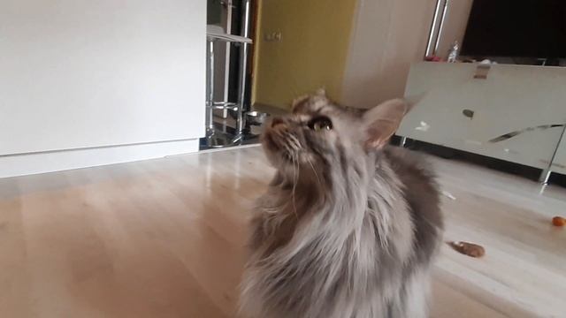 Мейн-куны и новый друг смотреть онлайн