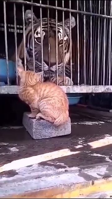 Большая и маленькая киска / Big and small pussy смотреть онлайн
