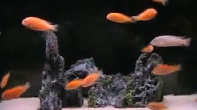 Tropheus Red Phoenix juv смотреть онлайн