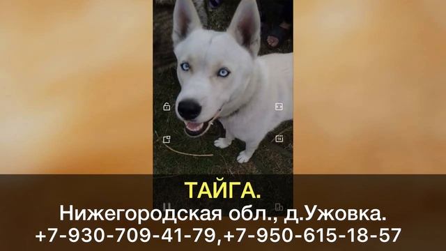 Пропала собака! ТАЙГА. Нижегородская область, д.Ужовка. смотреть онлайн