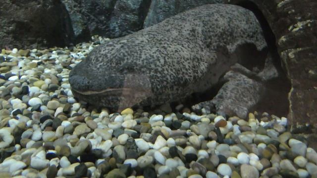 チュウゴクオオサンショウウオ,シンガポール動物園,Chinese Giant Salamander,Singapore Zoo,Salamander Gergasi China,中国娃娃魚 смотреть онлайн