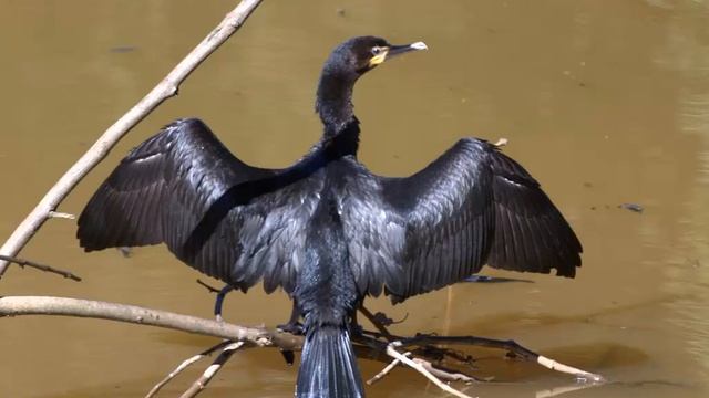 Biguá Cantando Sonido para Llamar El Mejor смотреть онлайн