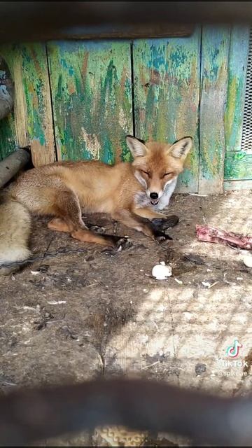 Лисы в зоопарке в клетке 1 смотреть онлайн