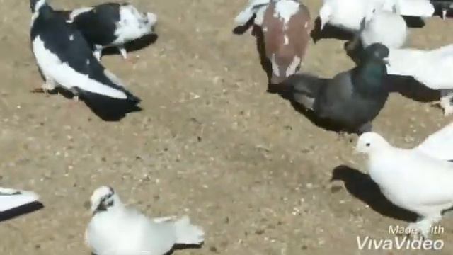 Съёмка в Баку . Голуби Рауфа гонные . Шуволан . смотреть онлайн