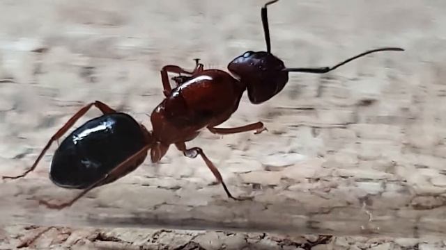 🐜 Camponotus floridanus - Wprowadzenie смотреть онлайн