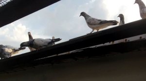 Пакистанские  голуби
