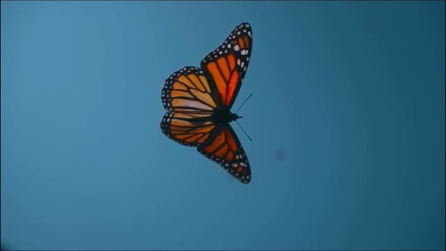 Day of the Dead- Monarch Butterfly Migration to Michoacán, México смотреть онлайн