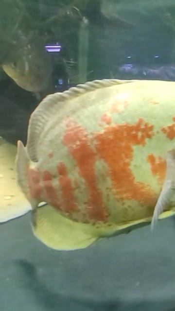 motoro stingray In a t-bone tank! PS R.I.P Steve Irwin. смотреть онлайн