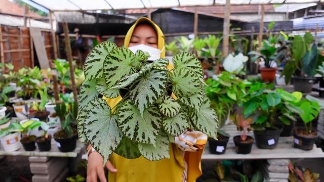 Jualan Tanaman Hias Komplit - Aglonema, Philodendron, Caladium, Singonium, Anturium, dll смотреть онлайн