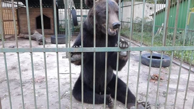 Потапушка смотреть онлайн