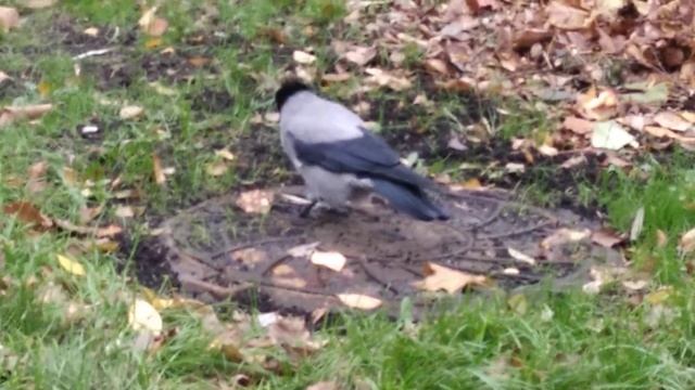 Ворона за обедом. смотреть онлайн