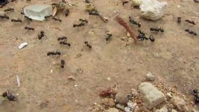 Ant life in the Balearics смотреть онлайн