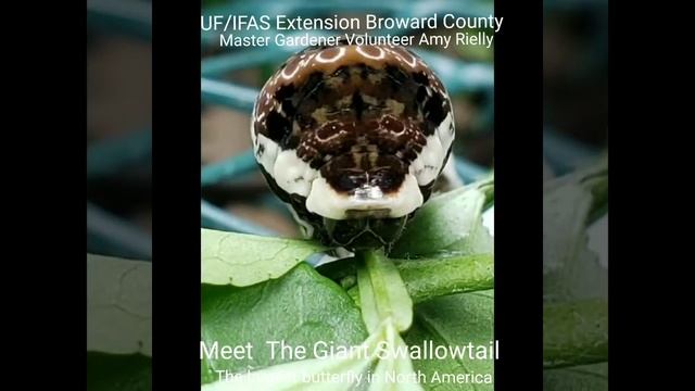 Meet Papilio Cresphontes- The Giant Swallowtail смотреть онлайн