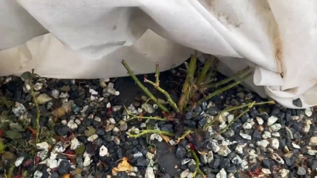 Оттепель зимой. Как помочь розам. смотреть онлайн