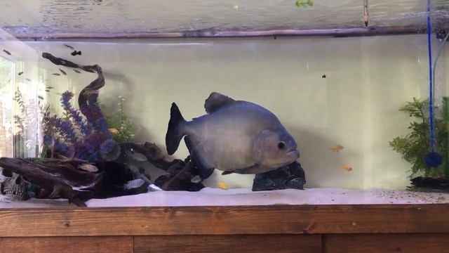Big black piranha feeding смотреть онлайн