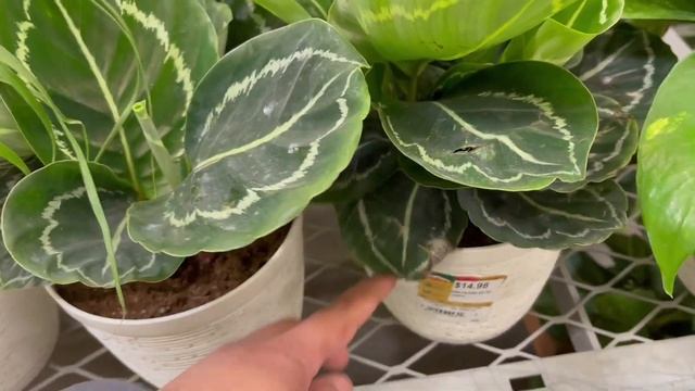 How much is Plant clearance SALE @HomeDepot смотреть онлайн