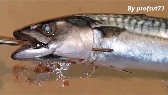 dissection du tube digestif du maquereau смотреть онлайн