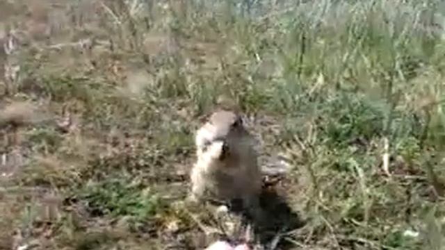 Видео-0004.mp4 смотреть онлайн