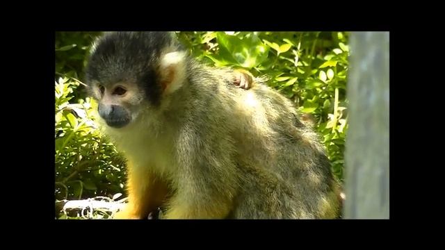 Squirrel monkeys @Apenheul смотреть онлайн