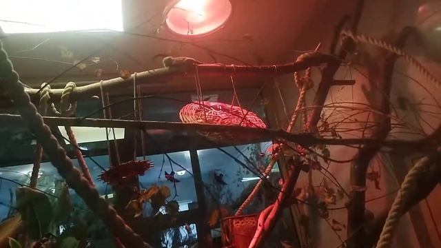 самые красивые обезьянки игрунки карликовые со своими малышами 27 ноября 2022 г. смотреть онлайн