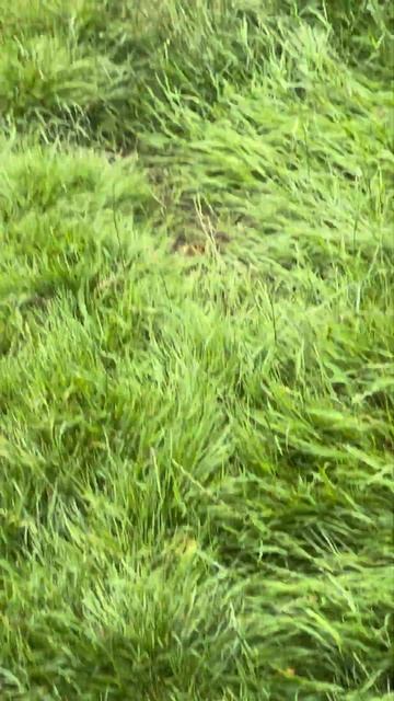 Hide and seek! #dog #happydoghappylife смотреть онлайн