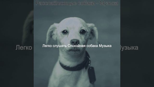 Чувство (Спящая собака) смотреть онлайн