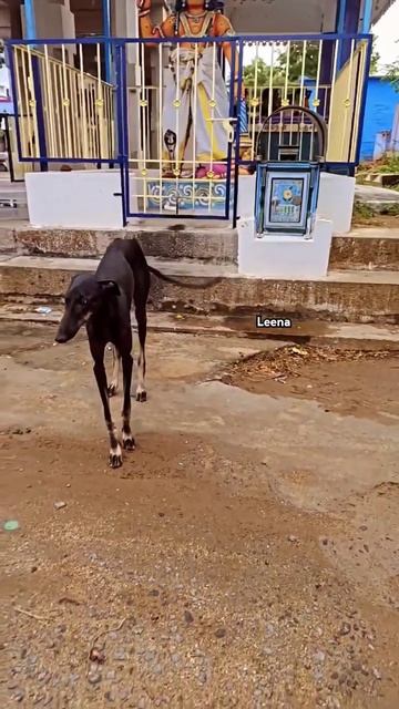 🔥 Kanni dogs 🥵 #shorts #trending #shortsfeed #shortvideo #youtubeshorts #native #animals #viral смотреть онлайн