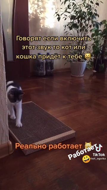 звук для кошки смотреть онлайн