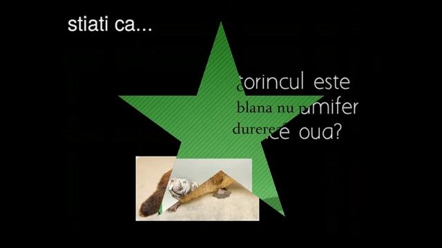 Babirusa смотреть онлайн