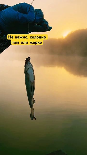 Но В 2 утра, бл…ть,это БОЛЬ😭🙉😹 #рыбалка #рыбак #animal смотреть онлайн