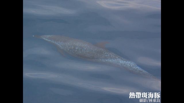 【鯨靈的聲音】熱帶斑海豚 смотреть онлайн