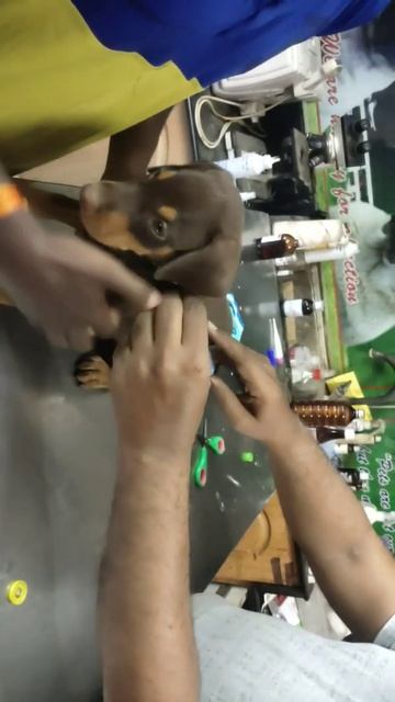 45 Days #doberman puppy vaccination / #doberman / смотреть онлайн